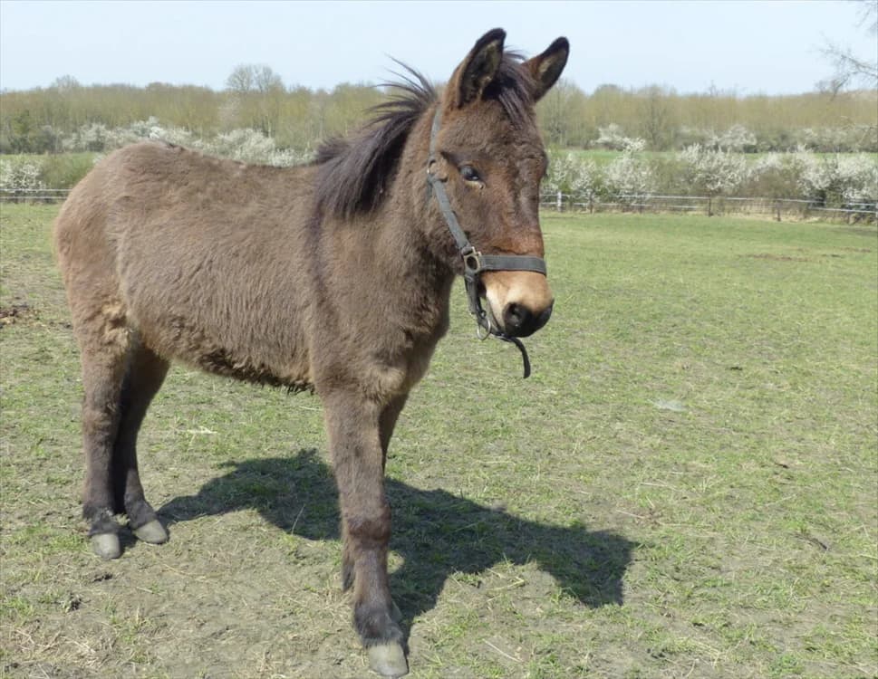 NINO, male senior mixed breed for adoption at SPA Grand Refuge de Pervenchères, Pervencheres