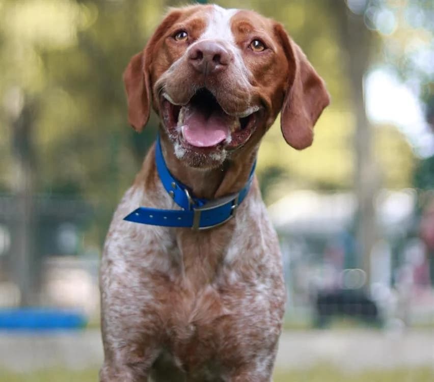 POPI, Brittany Spaniel (SPA Troyes)
