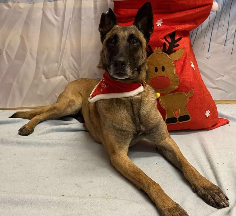 R-KIARA, female 5yo Belgian Malinois for adoption at SPA Laon, Laon