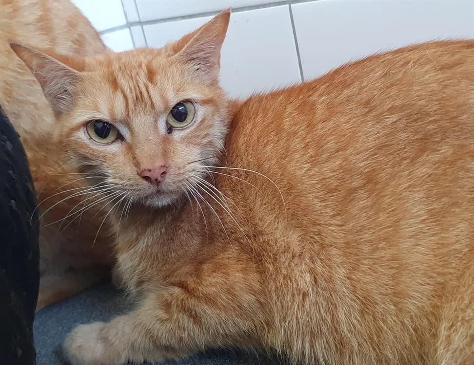 LEE, male 6yo mixed breed for adoption at SPA Chamarande, Chamarande