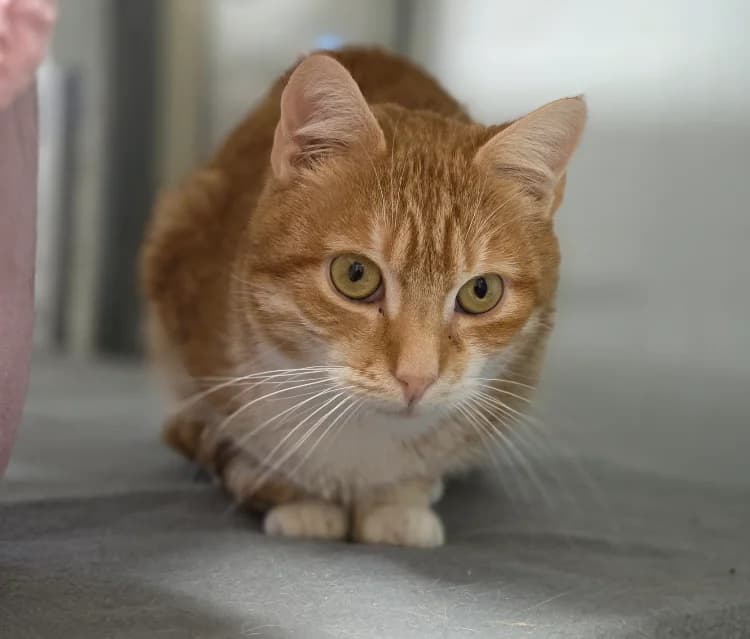 CHARLIE, male senior mixed breed for adoption at SPA Vichy (Brugheas), Vichy