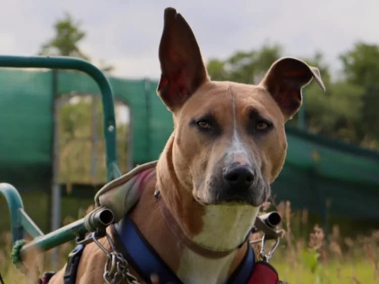 Unou, female Mixed Breed for adoption at Haute-Marne), Voillecomte