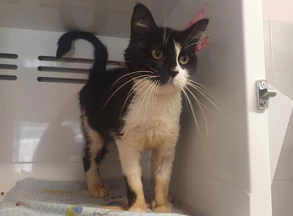 Merlin,  (SPA Lézignan-Corbières)