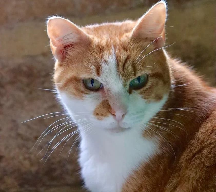 SUSHI, male mixed breed for adoption at Voillecomte