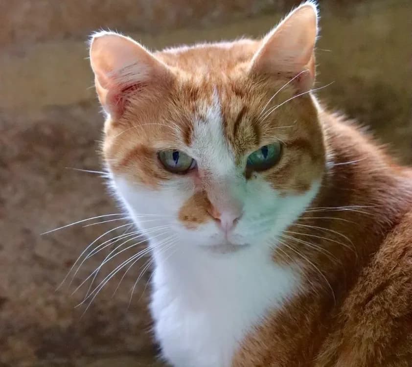 SUSHI, male mixed breed for adoption at Haute-Marne), Voillecomte photo 2