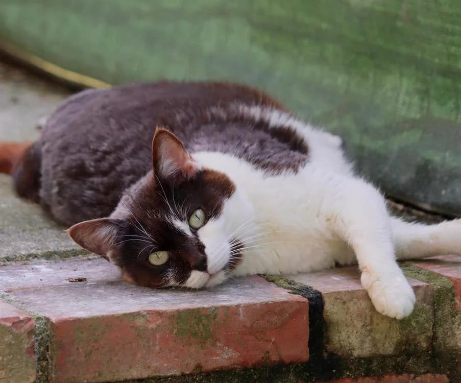 CRIC, female mixed breed for adoption at Haute-Marne), Voillecomte