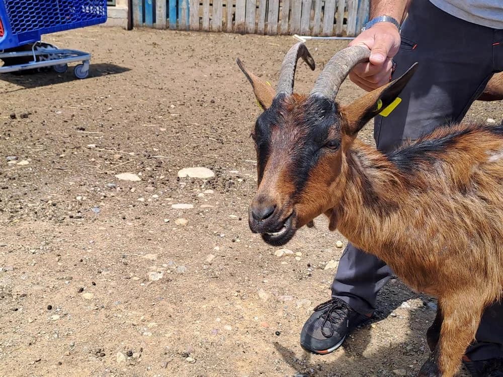 VASANTA, female mixed breed for adoption at SPA Perpignan, Perpignan