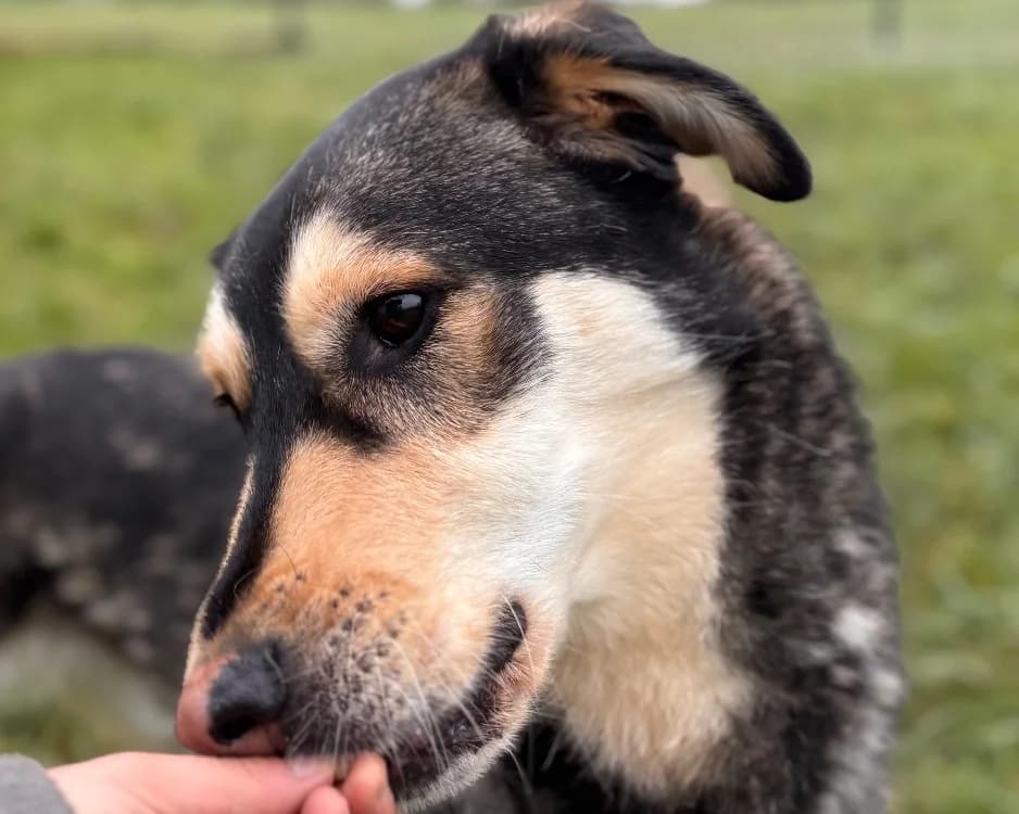 AMAROK, Husky (SPA Tours (Luynes))
