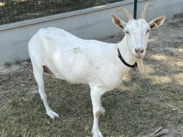 TIANA (FR 43374620109),  (SPA Torreilles)