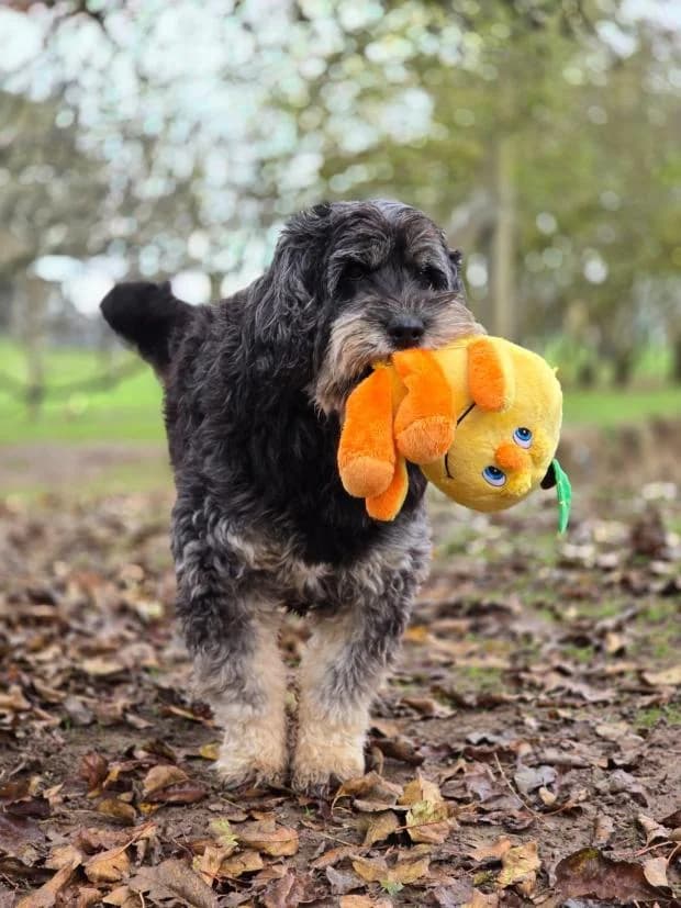 Maya, Mixed Breed (Fondation Brigitte Bardot)