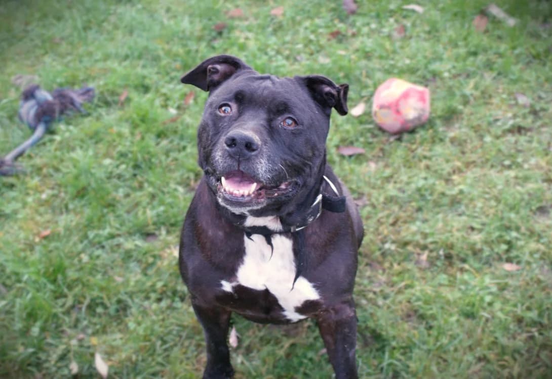 Narco, American Staffordshire Terrier (SPA Arras (Tilloy))