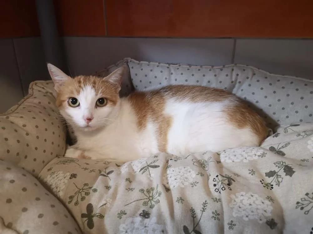 Lulu, female mixed breed for adoption at SPA Inzinzac-Lochrist, Inzinzac