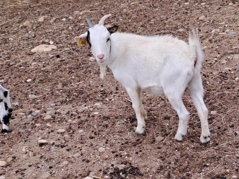 FACEBOOK, male 3yo mixed breed for adoption at SPA Perpignan, Perpignan