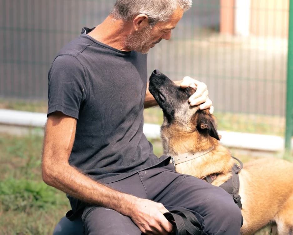 MARCEL, brown_chocolate male Belgian Malinois for adoption at SPA Rennes, Rennes