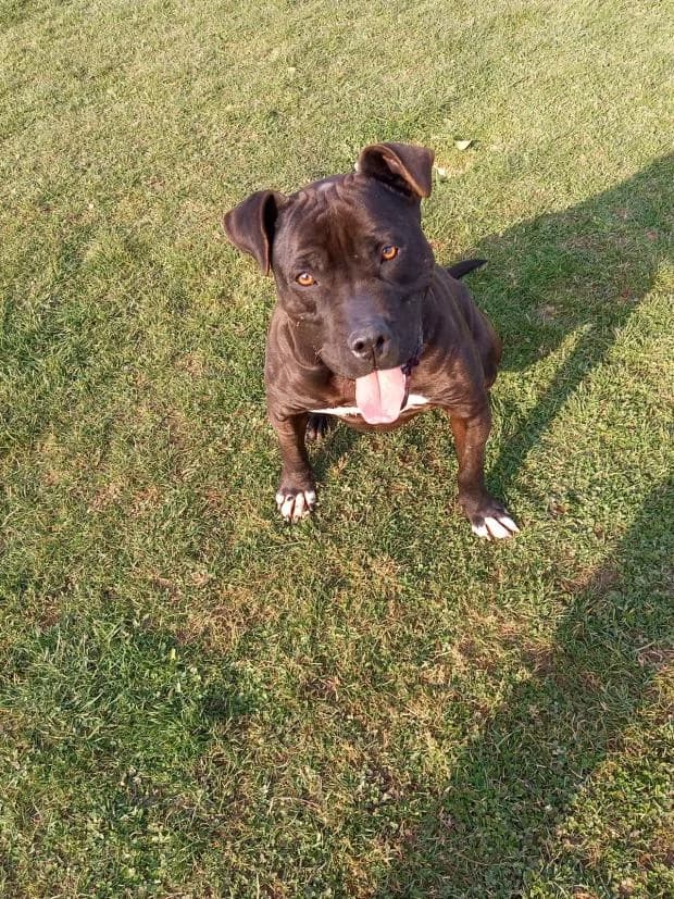 Djessie, Mixed Breed (Fondation Brigitte Bardot)