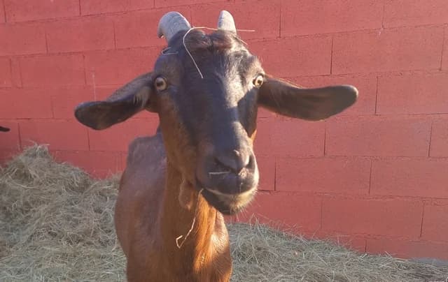 Melusine, female mixed breed for adoption at SPA Perpignan, Perpignan