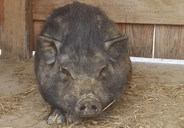AOSTE, male mixed breed for adoption at SPA France, Paris — photo 2 of 2