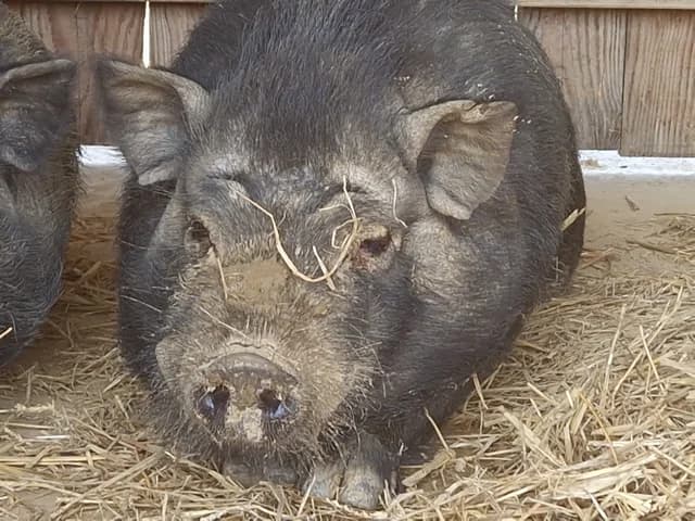 SERRANO de Bergerac, male mixed breed for adoption at SPA Perpignan, Perpignan