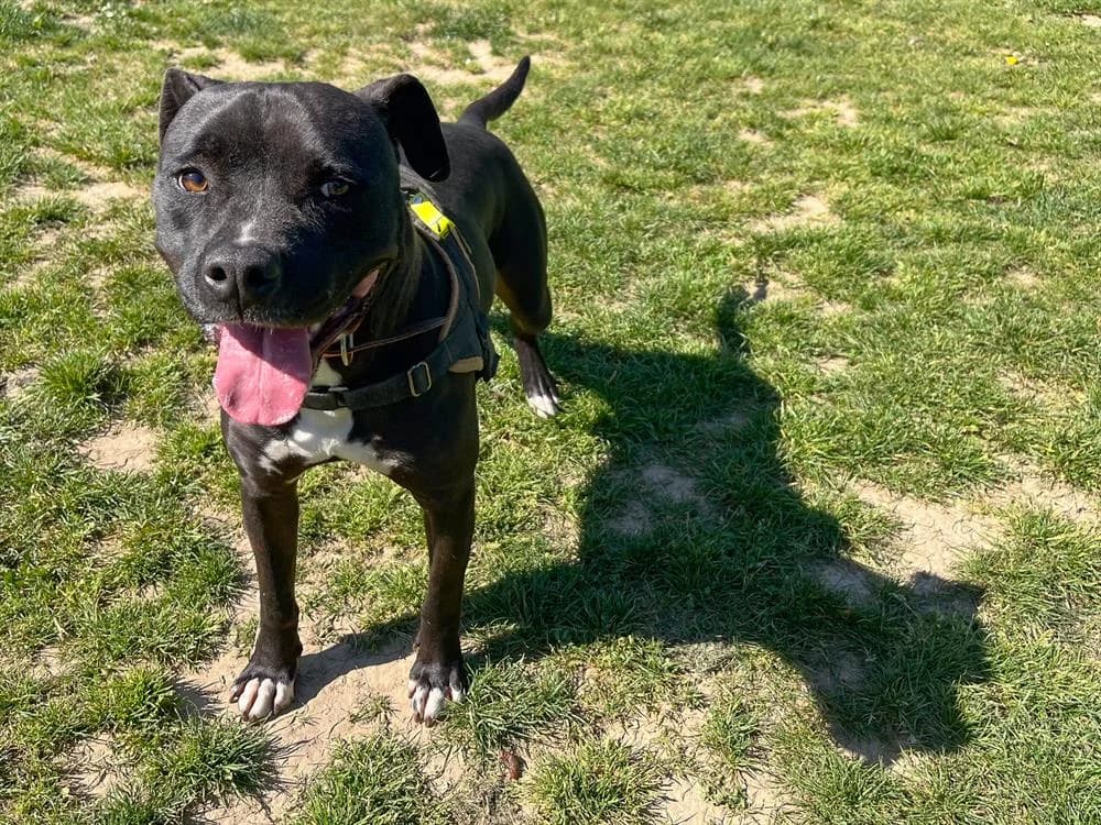 ROCKY, Mixed Breed (SPA Plaisir)