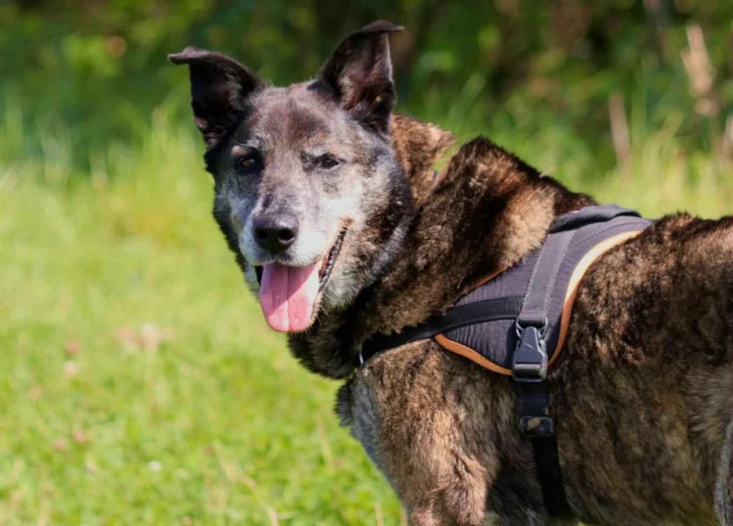 CARTOUCHE, male mixed breed for adoption at Haute-Marne), Voillecomte