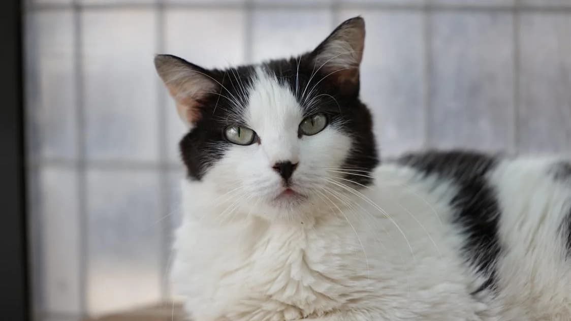 Hermione (FR), unknown female mixed breed for adoption at SPA Rennes, Rennes