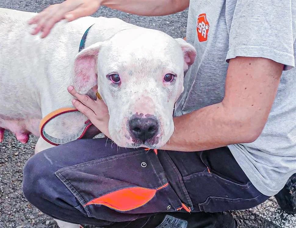 Malou (réservée), female senior mixed breed for adoption at SPA Albi (Le Garric), Albi