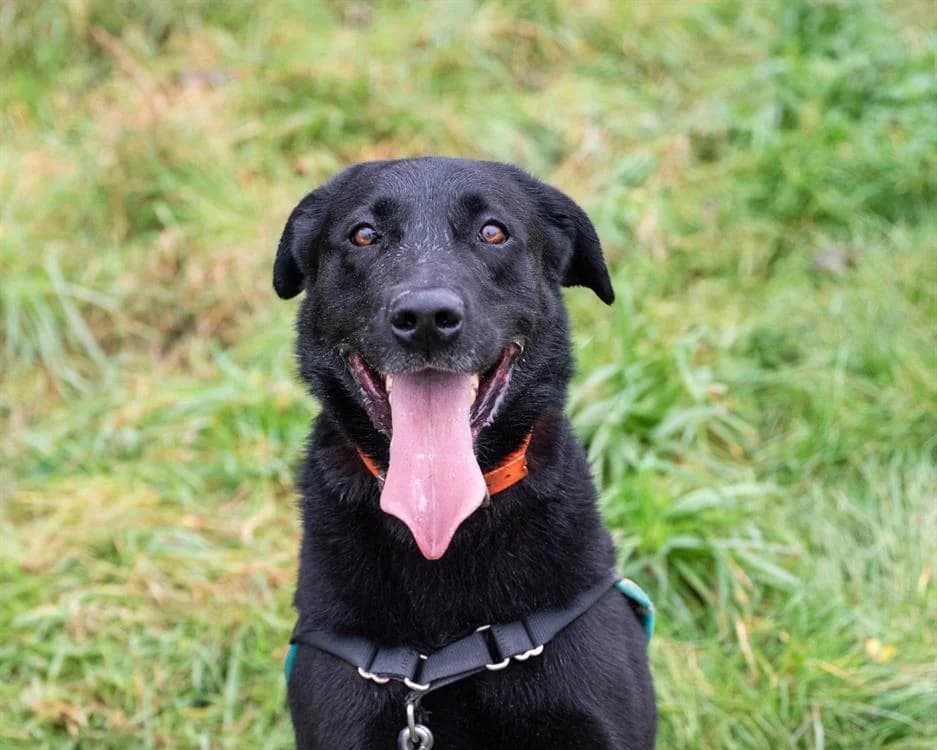 NARCOS, male Labrador Retriever for adoption at Poulainville
