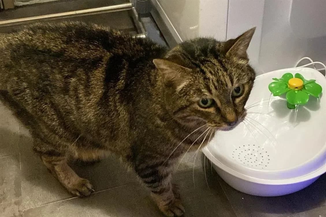 Deborah, female mixed breed for adoption at Maison SPA), Maison photo 2