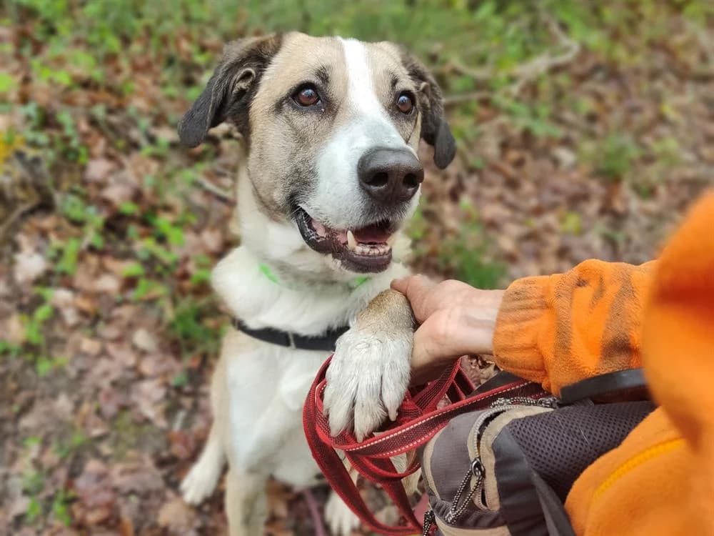 RAYAN, male 6yo mixed breed for adoption at SPA Vichy (Brugheas), Vichy