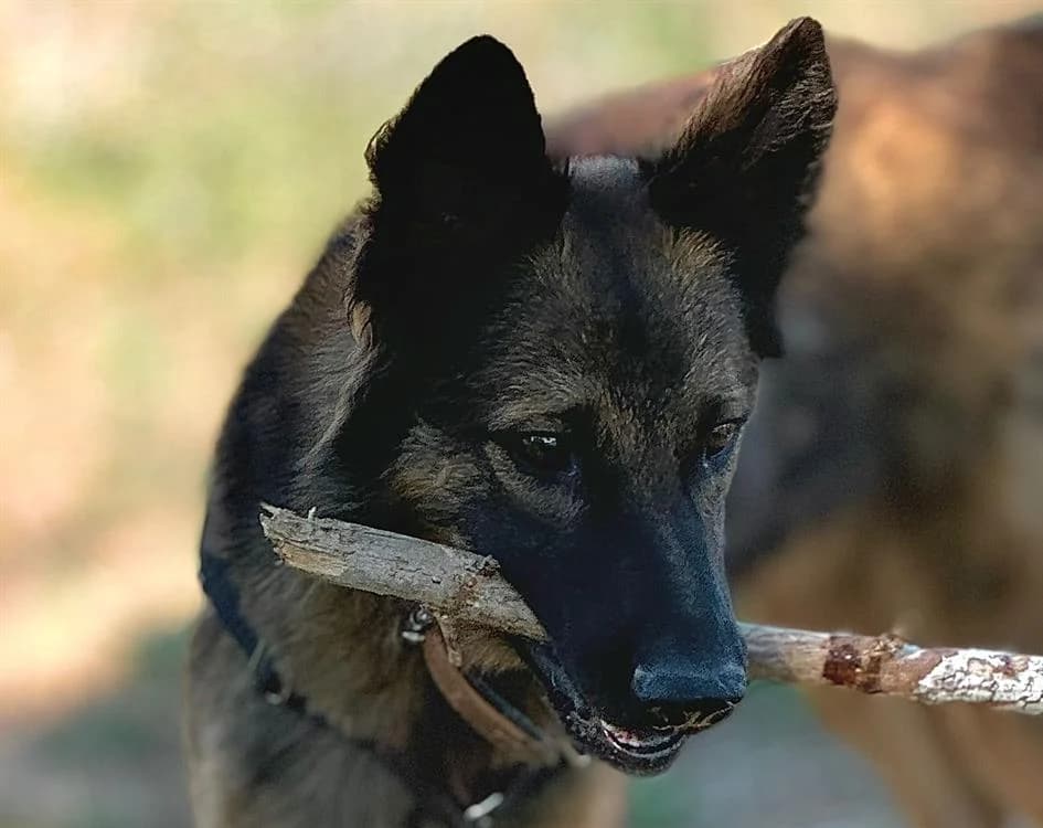 SIMBA, Belgian Malinois (SPA Aix-en-Provence)