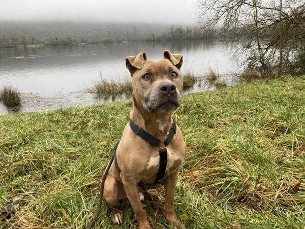 Rex, Mixed Breed (Fondation Brigitte Bardot)