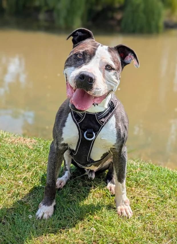 Odge, Mixed Breed (Fondation Brigitte Bardot)