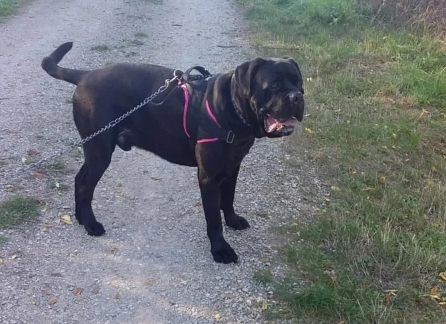 Rider, male Cane Corso for adoption at SPA Albi (Le Garric), Albi