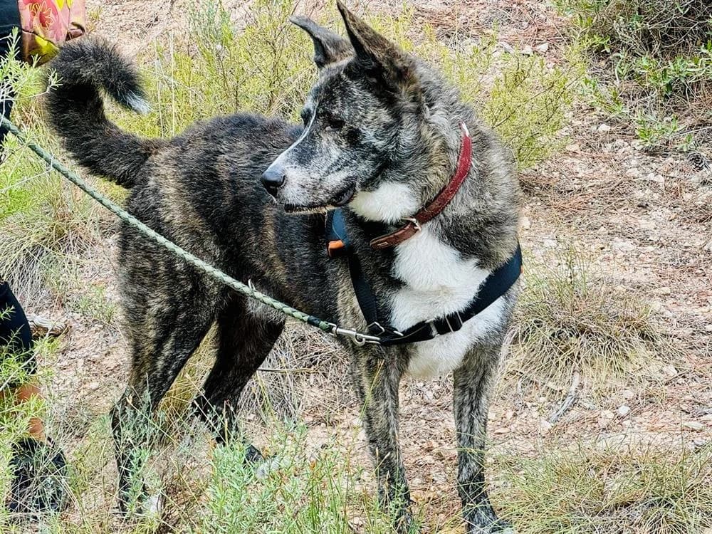 SORBU, male 7yo mixed breed for adoption at SPA Aix-en-Provence, Aix