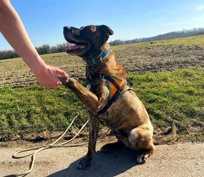 ZEUS, male 7yo mixed breed for adoption at SPA Laon, Laon