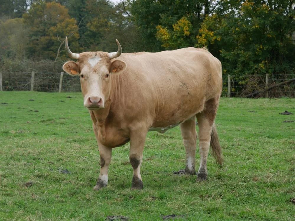 SOPHIA, female 4yo mixed breed for adoption at SPA Grand Refuge de Pervenchères, Pervencheres
