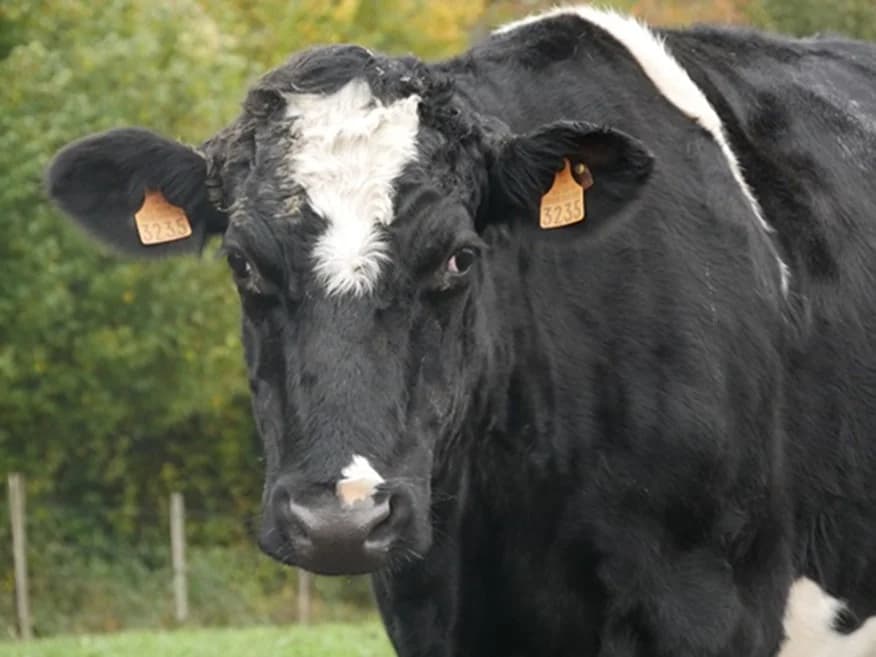 CLÉSDESVILLES, female senior mixed breed for adoption at SPA Grand Refuge de Pervenchères, Pervencheres