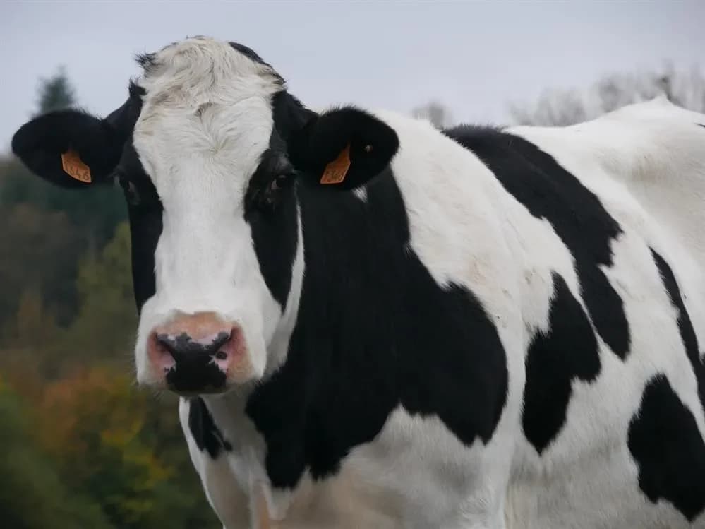 CLÉSDESCHAMPS photo 2