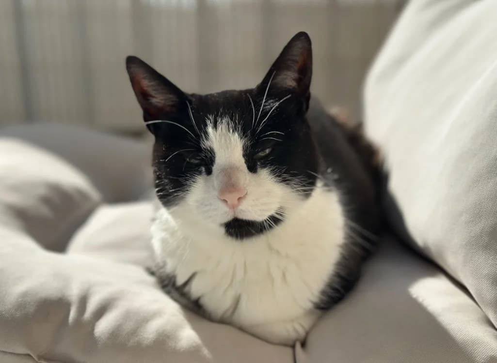 Guiness, female senior mixed breed for adoption at SPA Château-d'Olonne