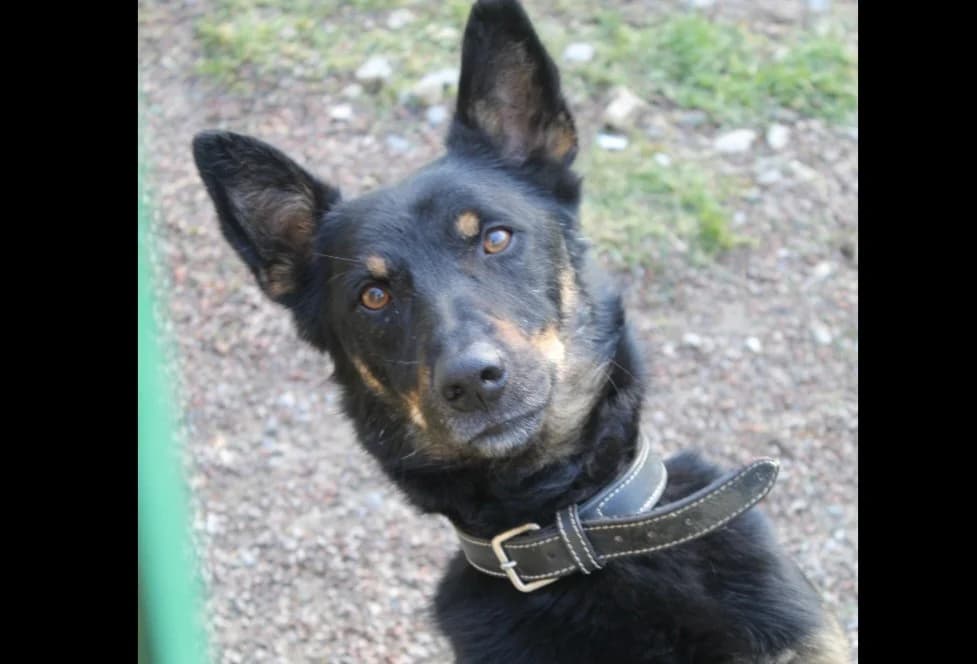 Vox, male 5yo mixed breed for adoption at Chameyrat), Tulle