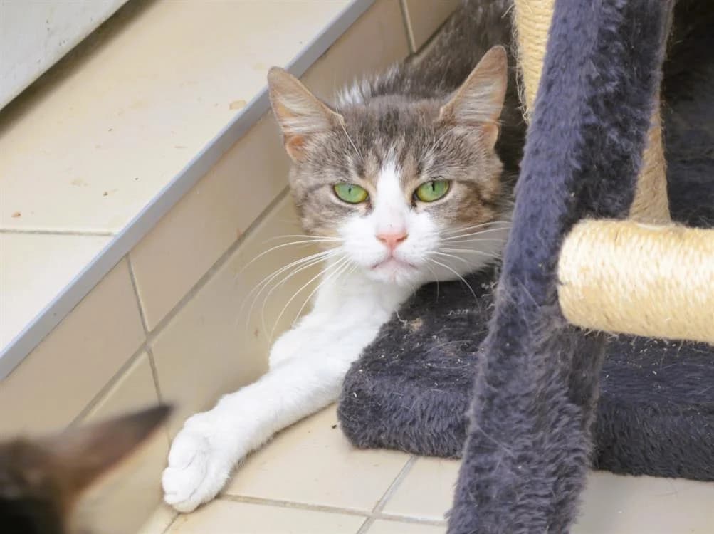 CHARLOTTE, female young mixed breed for adoption at SPA Thionville, Thionville