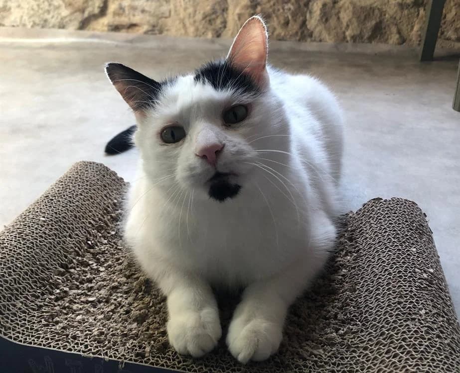 BALY, male mixed breed for adoption at Haute-Marne), Voillecomte
