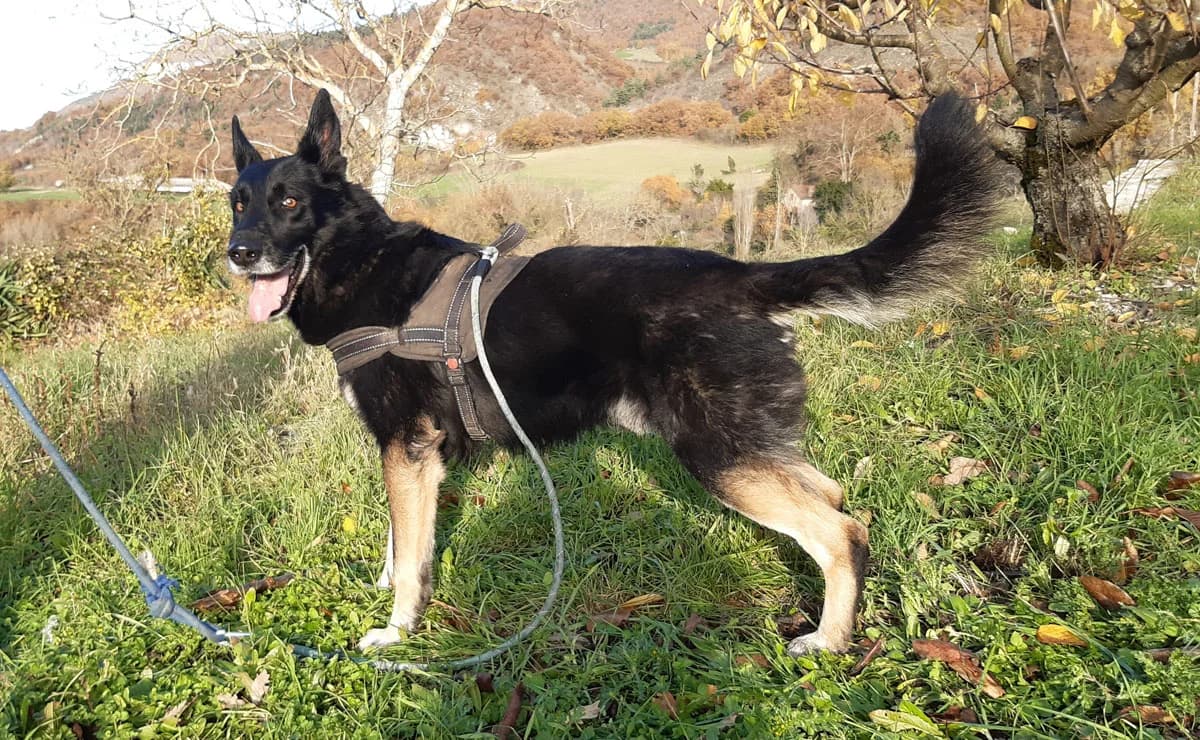 Olly, German Shepherd (SPA Millau)