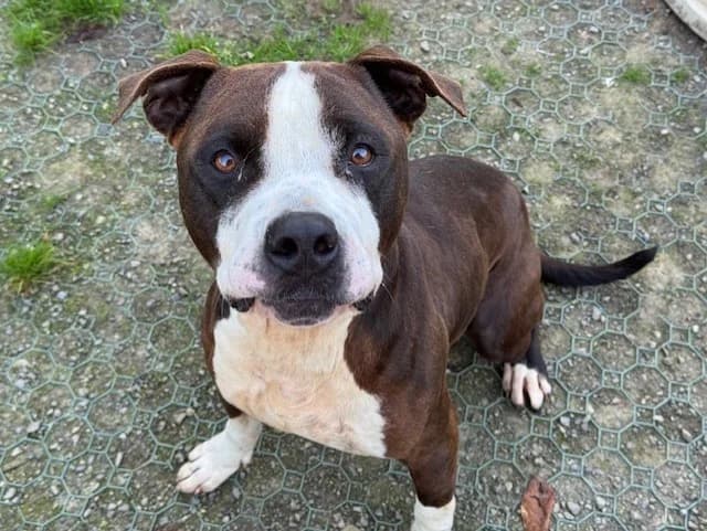 OXYX, male American Staffordshire Terrier for adoption at Bois Pinson