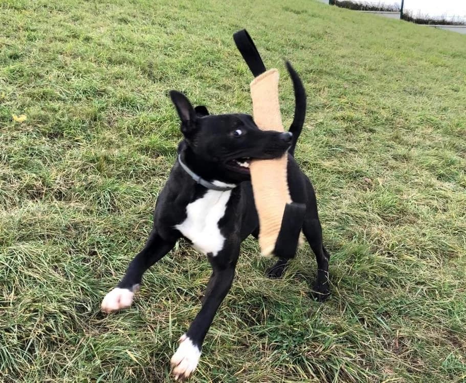 Raiden dit Rainbow, male 5yo Mixed Breed for adoption at SPA Albi (Le Garric), Albi