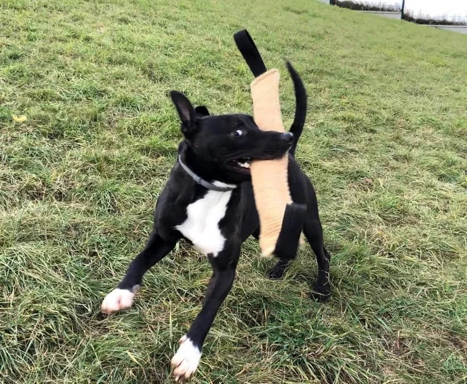 Raiden dit Rainbow photo 2