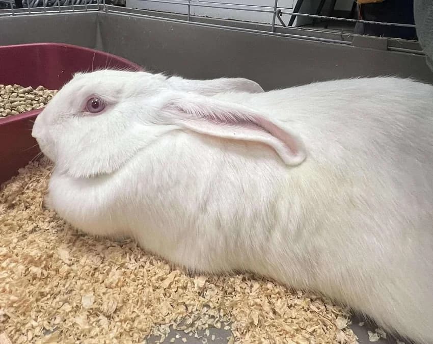 AQUIEL, female mixed breed for adoption at Gerhard Cramer), Arry