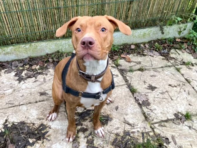 NALA, unknown female Mixed Breed for adoption at SPA Plaisir, Plaisir