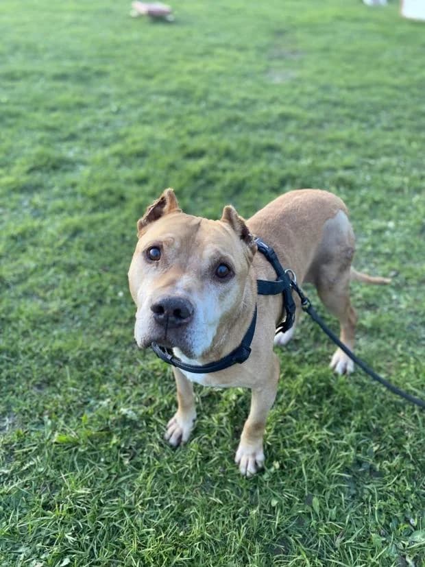 Max, Mixed Breed (Fondation Brigitte Bardot)