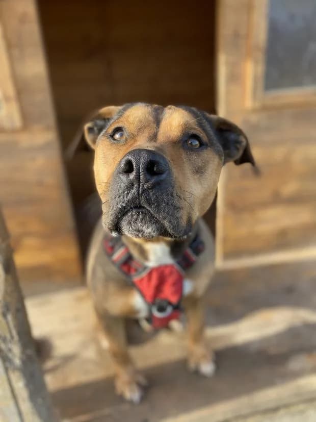 Narko, Mixed Breed (Fondation Brigitte Bardot)